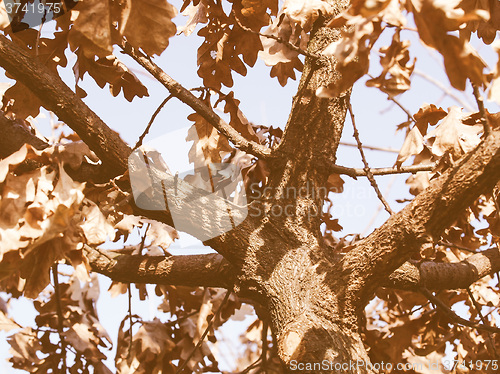 Image of Retro looking Oak tree