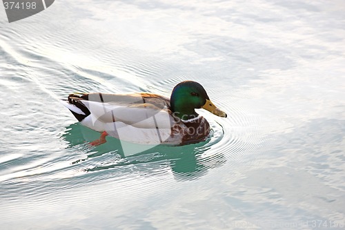 Image of Swimming Duck