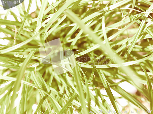 Image of Retro looking Grass meadow weed