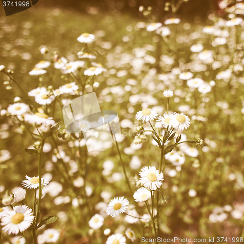 Image of Retro looking Daisy picture