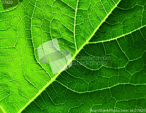 Image of leaf of cymbling