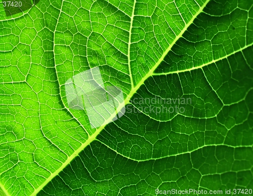 Image of leaf of cymbling