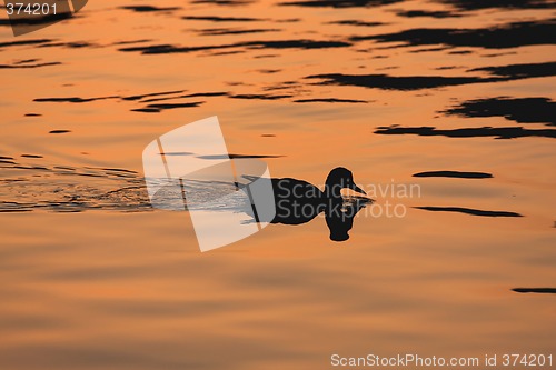 Image of Swimming Duck