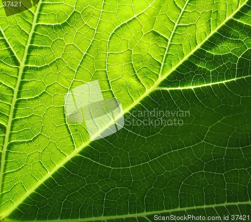 Image of leaf of cymbling