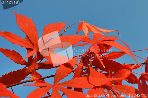 Image of Red leaves