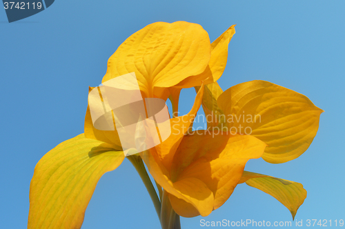 Image of Yellow leaves
