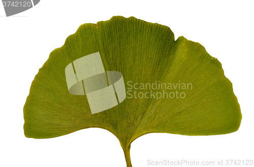 Image of Leaf Ginkgo Biloba