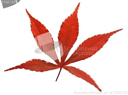 Image of Red leaf