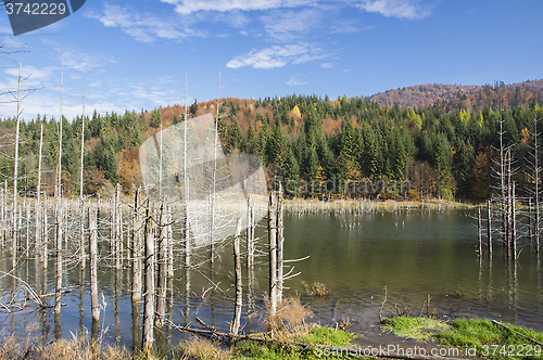 Image of Dead trees in lake