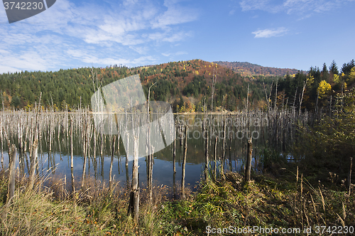 Image of Forest lake