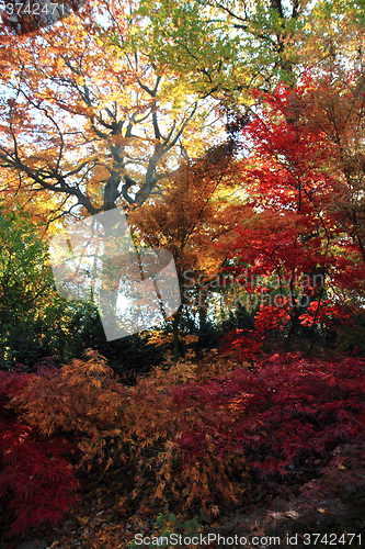 Image of color autumn forest 