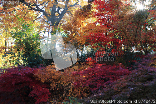 Image of color autumn forest 