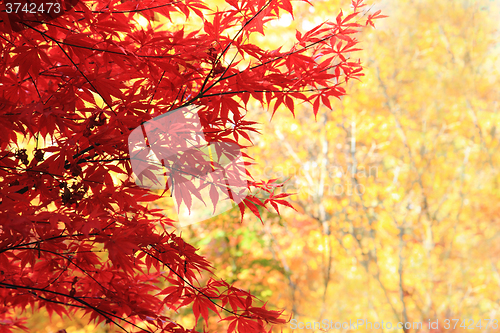 Image of autumn leaves background