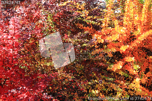 Image of color autumn forest 