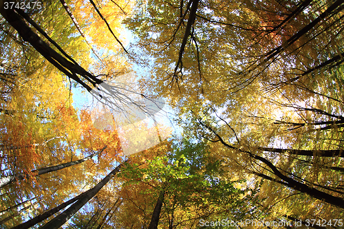 Image of color autumn forest 