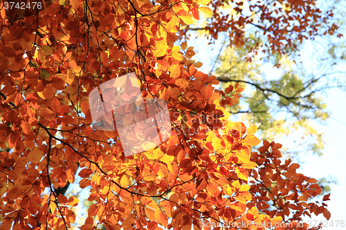 Image of autumn leaves background