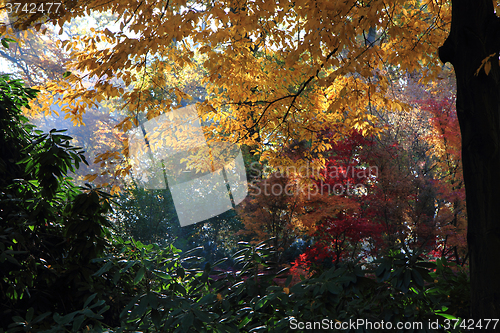 Image of color autumn forest 