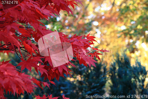 Image of color autumn forest 