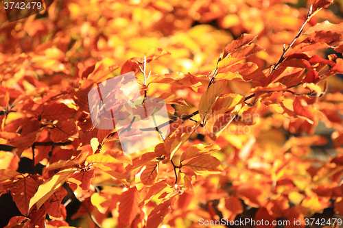 Image of autumn leaves background