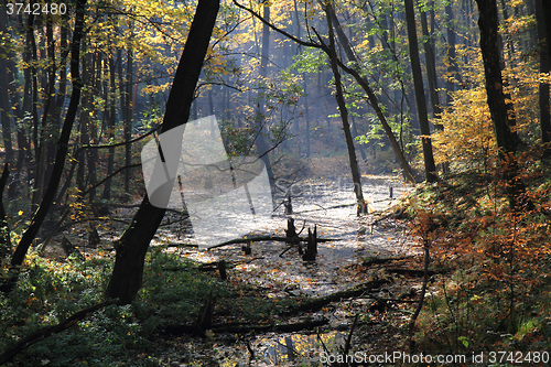 Image of color autumn forest 
