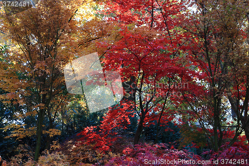 Image of color autumn forest 