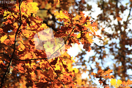 Image of autumn oak tree leaves background