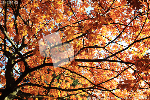 Image of autumn oak tree leaves background