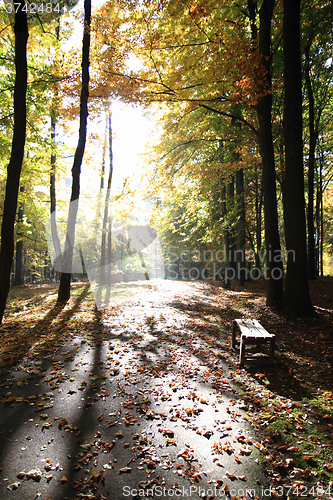 Image of color autumn forest 