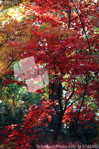 Image of color autumn forest 