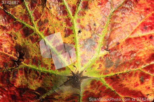 Image of autumn leaf background
