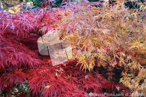 Image of autumn leaves background