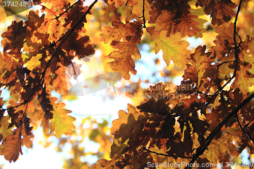 Image of autumn oak tree leaves background
