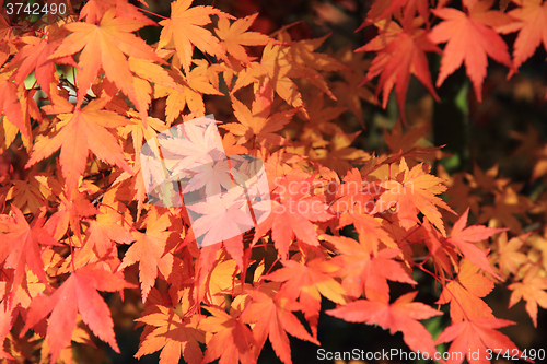 Image of autumn leaves background