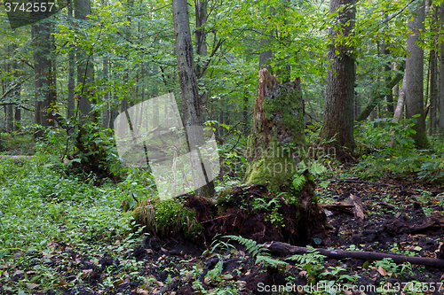 Image of Old natural deciduous stand in morning