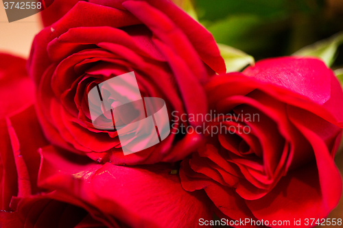 Image of close up of red roses bunch