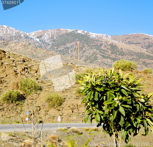 Image of in ground africa morocco the bush  dry atlas mountain