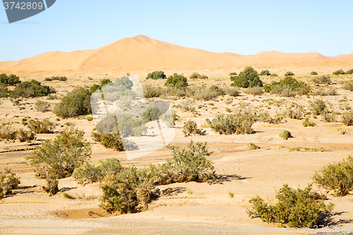 Image of  bush old fossil in  the desert of  sahara  