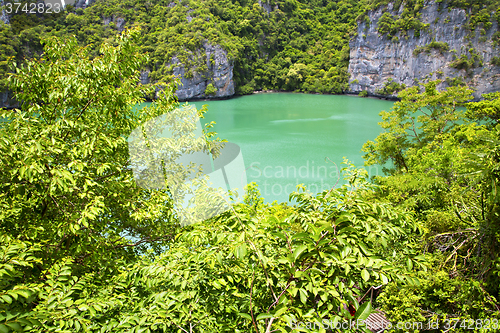 Image of  coastline of a green lagoon and tree  south china  
