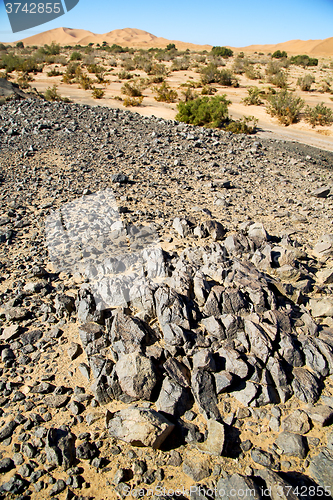 Image of  bush old fossil in  the   of   and rock  stone sky