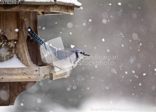 Image of Blue Jay at Bird Feeder Winter