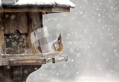 Image of Cardinal at Bird Feeder