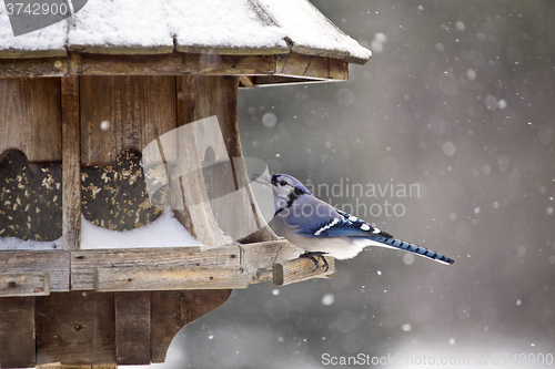 Image of Blue Jay at Bird Feeder Winter