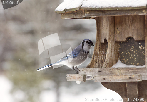 Image of Blue Jay at Bird Feeder Winter