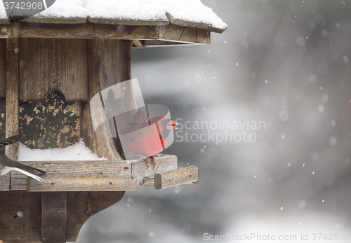 Image of Cardinal at Bird Feeder