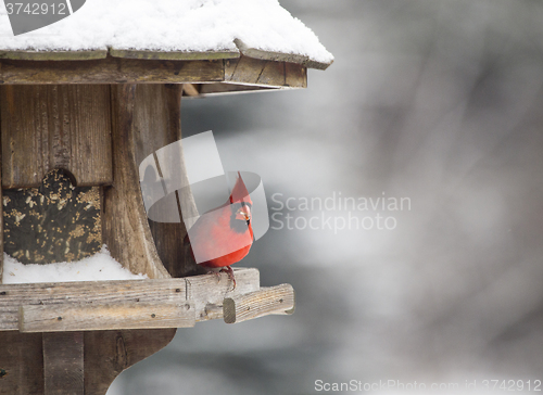 Image of Cardinal at Bird Feeder