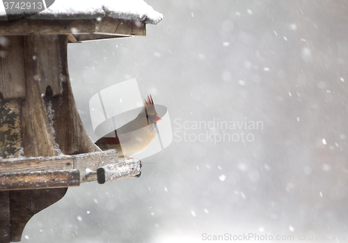 Image of Cardinal at Bird Feeder