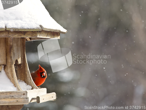 Image of Cardinal at Bird Feeder