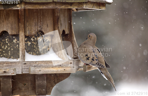 Image of Mourning Dove in Winter