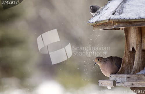 Image of Mourning Dove in Winter