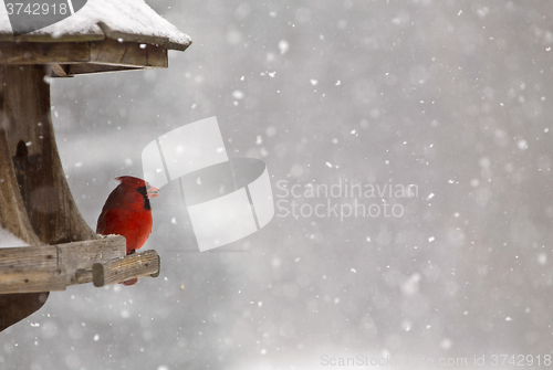 Image of Cardinal at Bird Feeder